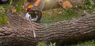 Trusted Lemon Grove, CA Tree Services Experts