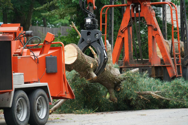 How Our Tree Care Process Works  in Lemon Grove, CA